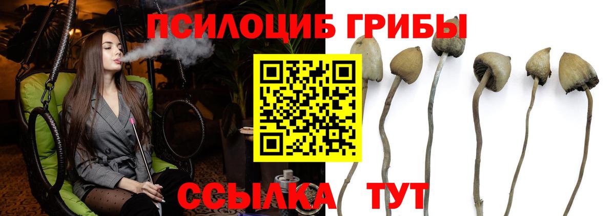 Псилоцибиновые грибы Psilocybe  Еманжелинск 